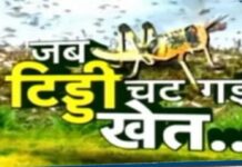 पाकिस्तान में टीडिया मचा रही आतंक