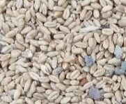 ਜਿਹੜੀ ਕਣਕ ਜਾਨਵਰ ਤਕ ਨਹੀਂ ਖਾ ਸਕਦੇ ਉਹ ਪੰਜਾਬ ਸਰਕਾਰ ਗਰੀਬ ਵਿਚ ਵੰਡ ਕੇ ਮਜਾਕ ਉਡਾ ਰਹੀ