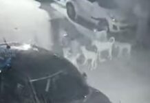 ਗਲੀ ਦੇ 15/20 ਅਵਾਰਾ ਕੁੱਤਿਆਂ ਨੇ ਉਸ ਦੇ ਕੱਪੜੇ ਪਾੜੇ ਤੇ ਫਿਰ ਜਦੋਂ ਉਹ ਡਿੱ ਗ ਗਿਆ ਤਾਂ ਉਸ ਨੂੰ ਨੋ ਚ ਨੋ ਚ ਕੇ ਖਾਧਾ