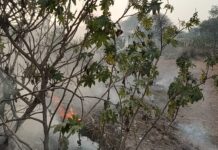 नगर काउंसिल के सफाइ र्कमचारी जला देते है कचरा लोगो की जींदगी से हो रहा खिलवाड ।