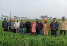 ਖੇਤਾਂ ‘ਚ ਸਰੋਂ ਦੀ ਜੀ.ਐਸ.ਸੀ-7 ਕਿਸਮ ਅਤੇ ਕਣਕ ਦੀਆਂ ਵੱਖ-ਵੱਖ ਕਿਸਮਾਂ ਦਾ ਕੀਤਾ ਨੀਰੀਖਣ