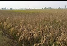 ਛੋਟੇ ਕਿਸਾਨ ਦੀ ਸਵਾ ਦੋ ਕਿੱਲੇ ਦੇ ਕਰੀਬ ਫਸਲ ਮਾੜੀ ਦਵਾਈ ਦਾ ਛਿੜਕਾਅ ਕਰਨ ਨਾਲ ਹੋਈ ਖਰਾਬ