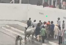 ਨਿਹੰਗ ਸਿੰਘ ਨੇ ਸ਼੍ਰੀ ਅਚਲੇਸ਼ਵਰ ਧਾਮ ਦੇ ਸਰੋਵਰ ਵਿੱਚ ਘੋੜੇ ਨੂੰ ਕਰਾਇਆ ਇਸ਼ਨਾਨਜਦੋਂ ਮੰਦਰ ਦੇ ਸੇਵਾਦਾਰਾਂ ਨੇ ਰੋਕਿਆ ਤਾਂ ਨਿਹੰਗ ਨੇ ਕੁਹਾੜੀ ਨਾਲ ਹਮਲਾ ਕਰਨ ਦੀ ਕੋਸ਼ਿਸ਼ ਕੀਤੀ